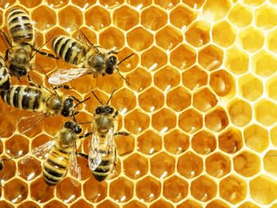 Bees in honey image